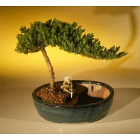 Paisaje Juniper Procumbens Nana Tree & Water Pot - Medium PA2805847